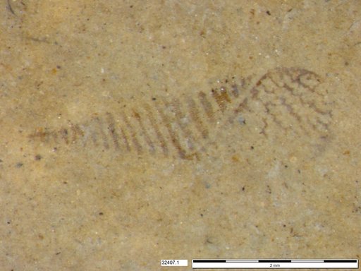 Genus sp