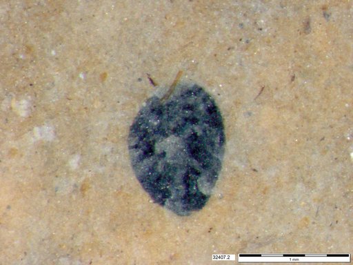 Tracheophyta