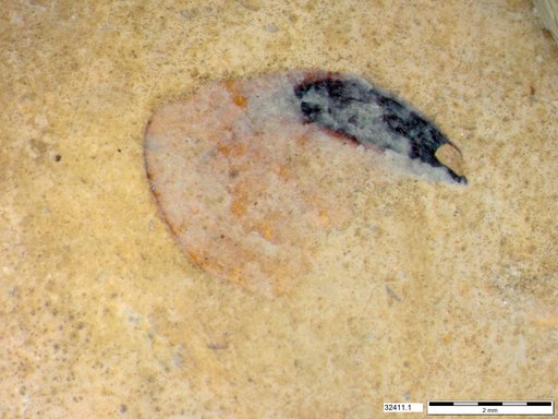 Tracheophyta