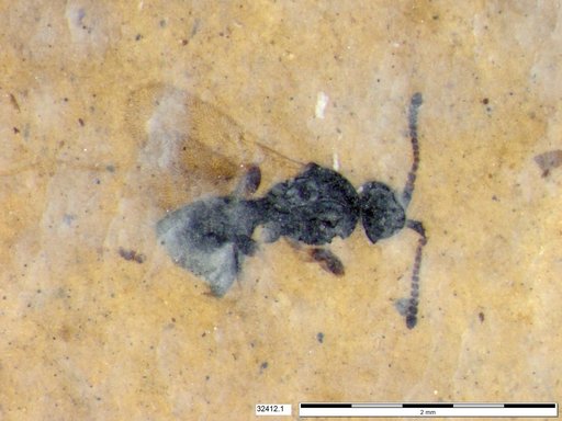 Diapriidae