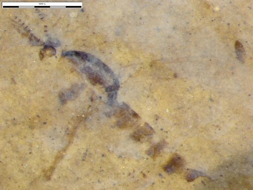 Chaoboridae