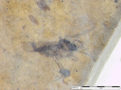 Diptera