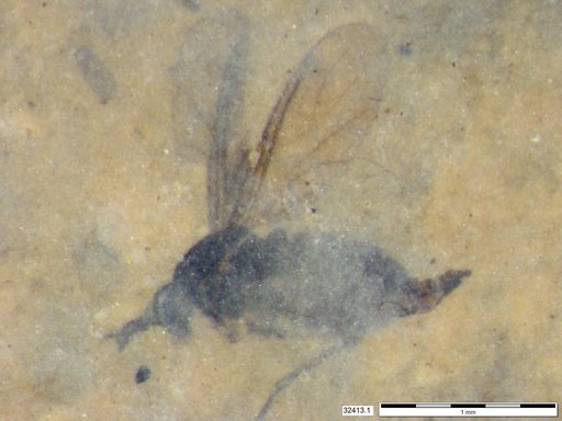 Diptera