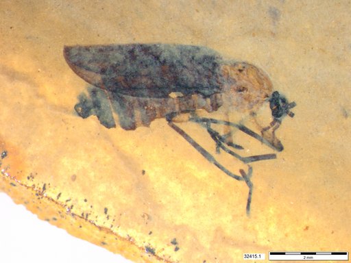 Genus sp