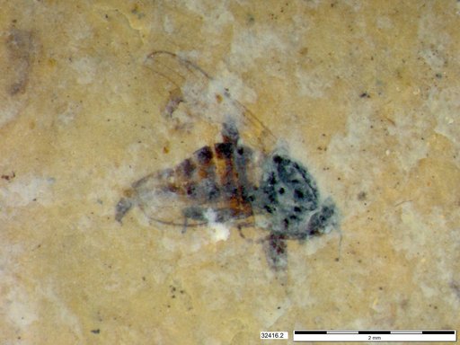 Diptera