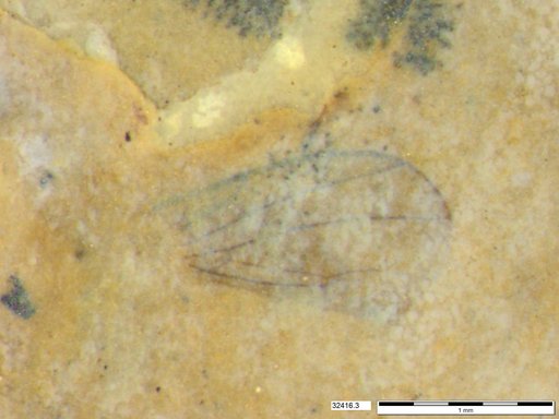 Diptera