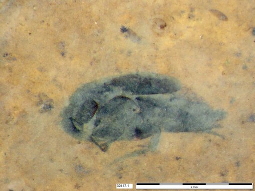 Mordellidae
