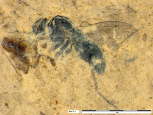 Diptera