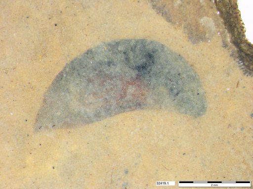 Tracheophyta