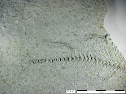 Genus sp