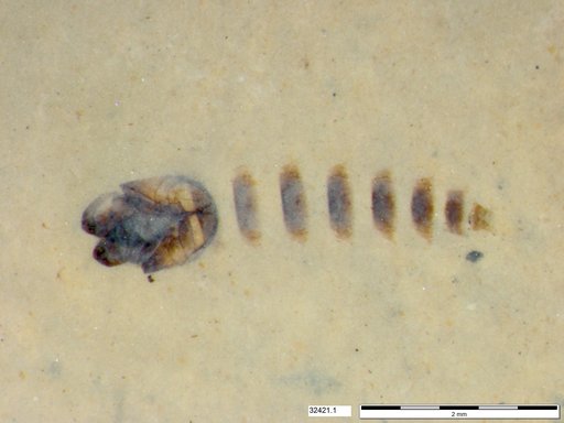 Genus sp