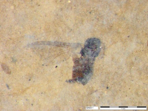 Diptera