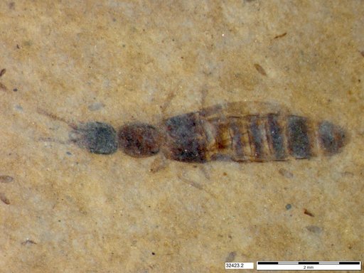 Genus sp