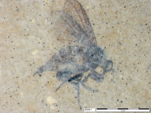 Diptera