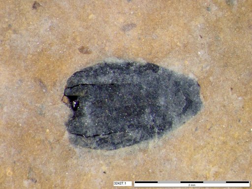 Tracheophyta
