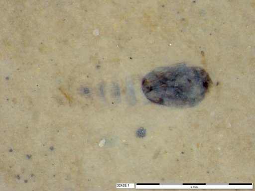 Genus sp