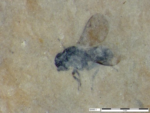 Diptera