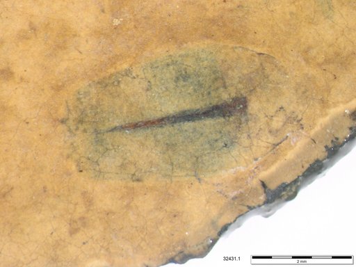 Tracheophyta