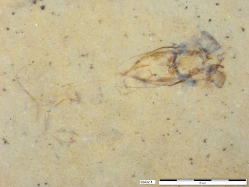 Genus sp