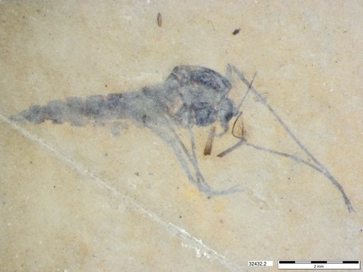 Genus sp