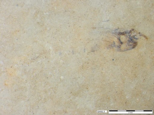 Genus sp