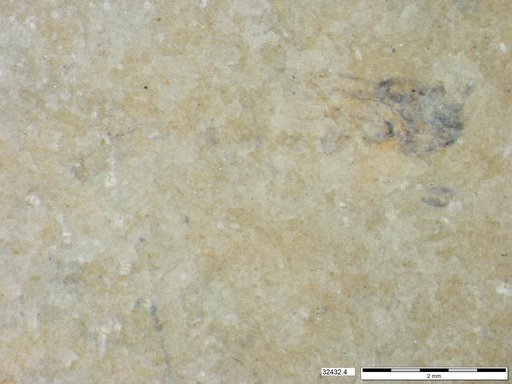 Genus sp