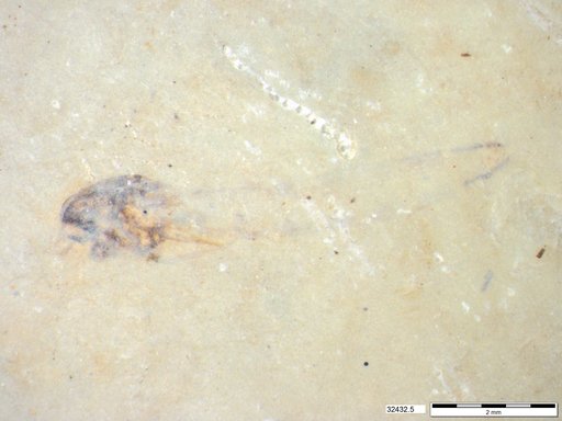 Genus sp