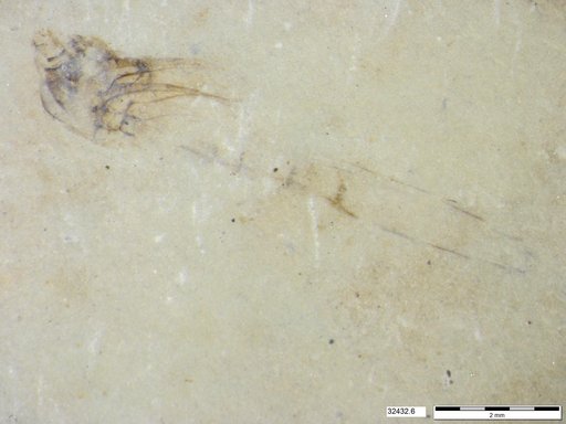 Genus sp
