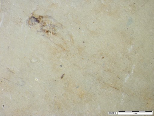 Genus sp