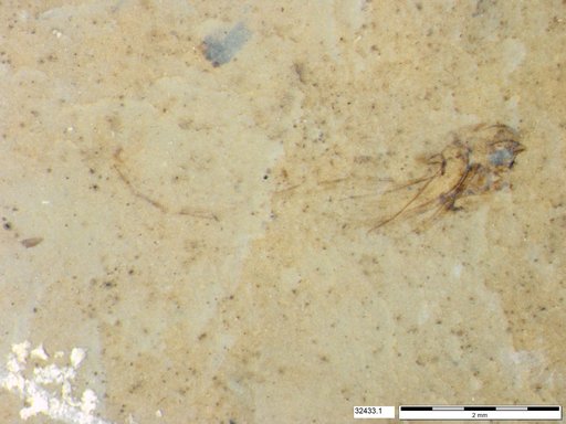 Genus sp