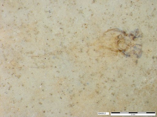 Genus sp