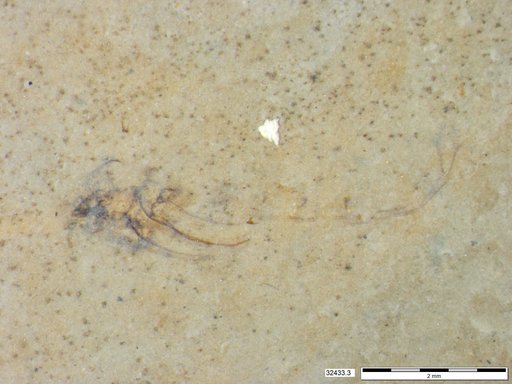 Genus sp