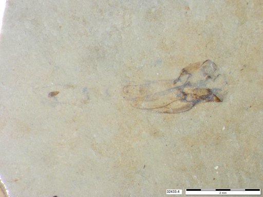 Genus sp
