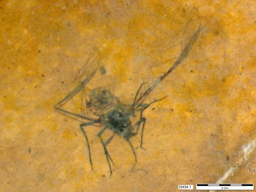 Aphididae