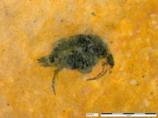Mordellidae