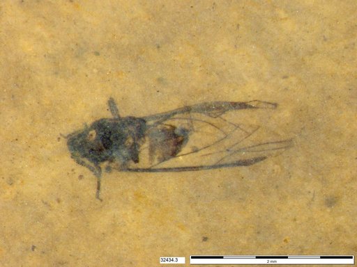 Aphididae