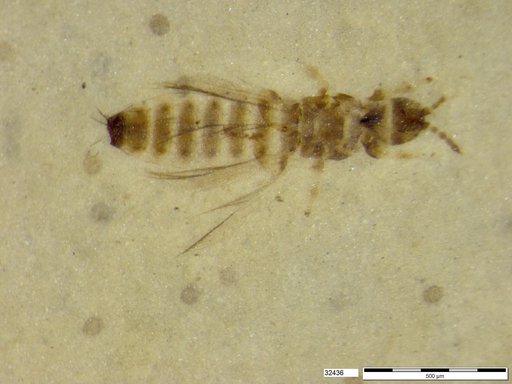 Genus sp