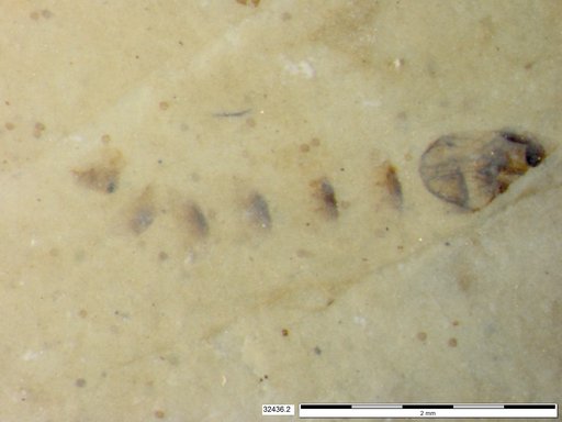 Genus sp