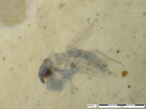 Diptera