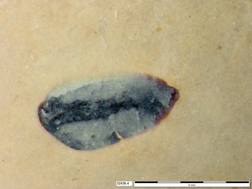 Tracheophyta