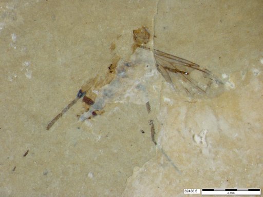 Diptera