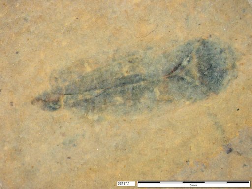 Genus sp
