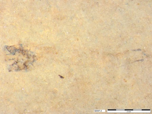 Genus sp