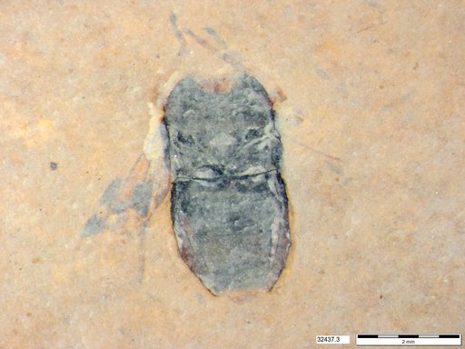 Genus sp