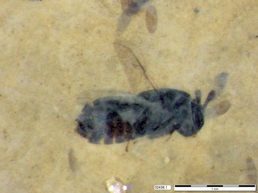 Genus sp