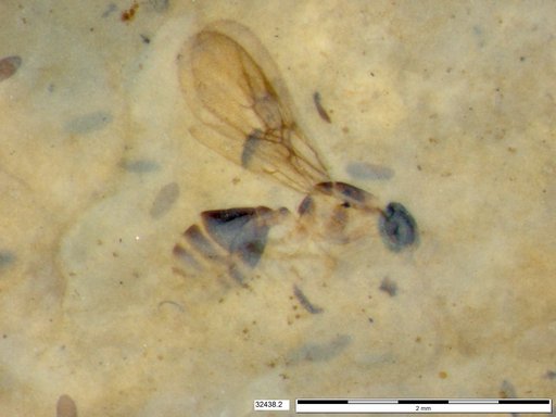 Formicidae