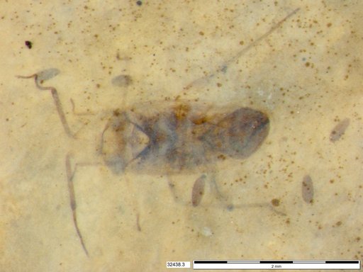 Genus sp