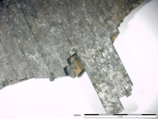 Tracheophyta