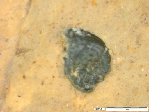 Tracheophyta