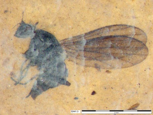 Diptera